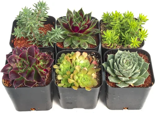 Mountain Crest Gardens Hardy - Paquete variado de suculentas, 6 plantas vivas tolerantes a las heladas, enraizadas en macetas de 2 pulgadas,