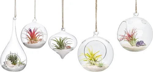Mkono Paquete de 5 macetas de vidrio colgantes para plantas de aire, decoración de terrario para suculentas, Tillandsia, portavelas (planta no