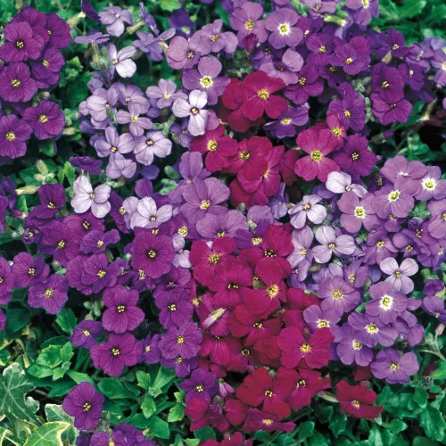 Outsidepride Royal Mix Aubrieta - Semillas de berro de roca – 10000 piezas de semillas de flores perennes, fáciles de cultivar, bajo mantenimiento,