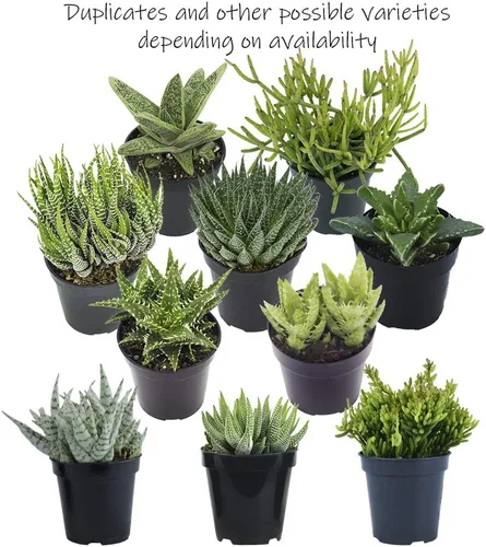 Miniatura 5 de Altman Plants - Juego de suculentas de escritorio para oficina