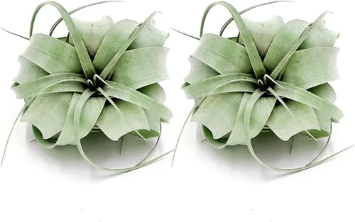 Miniatura 11 de ragnaroc Plantas de aire – Tillandsia Xerographica, gigante de 9-14 pulgadas – 1 unidad – Llegada viva garantizada – Plantas