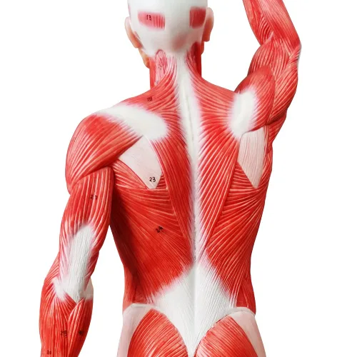 Miniatura 5 de EVOTECH SCIENTIFIC Modelo de músculo humano - Modelo de sistema muscular en miniatura de 20 pulgadas, figura muscular humana, modelo de anatomía