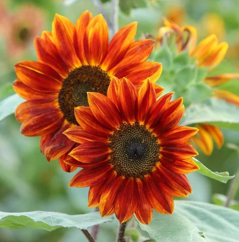 Miniatura 3 de Semillas de mezcla de girasol para plantar – Más de 100 semillas de girasol sin OMG – Plantar y cultivar jardín de flores al aire libre en casa, 2