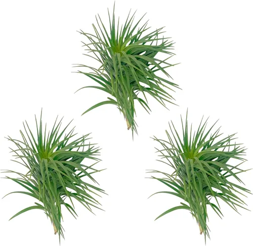 Miniatura 45 de ragnaroc Air Plants - Tillandsia Caput Medusae Floreciente, Grande 5-7" - 1ct - Llegada Viva Garantizada - Plantas de Casa para Decoración del Hogar