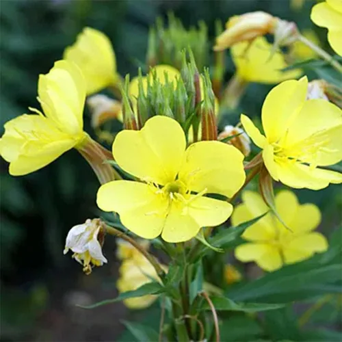 Miniatura 6 de 200 semillas de onagra común enana cubierta de suelo y césped, hermosa flor para maceta, jardín