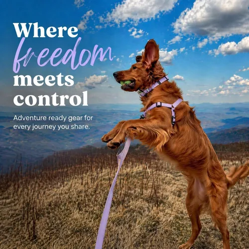 Miniatura 7 de Arnés para perro ShawnCo Dream Walk Pro - Sin tirones, cómodo, ajustable, fácil de usar para ayudar a detener el tirón para perros pequeños