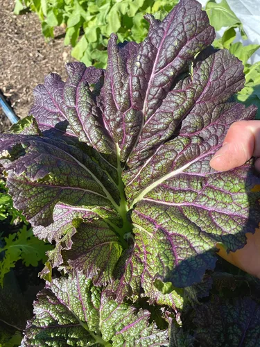 Miniatura 3 de Plant Good Seed Semillas orgánicas de mostaza de lengua de dragón – Paquete de 200, semillas tradicionales para plantar verduras – Suministros