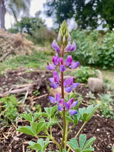 Miniatura 3 de Plant Good Seed Arroyo Blue Lupine Seeds for Planting: California Native Wildflower, Dark Purple Blossoms - Paquete de 60 semillas