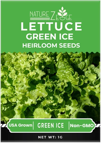 Miniatura 4 de Semillas de lechuga para plantar, lechuga romana roja, lechuga mantecosa Bibb, Simpson de semilla negra, lechuga iceberg Green Ice, sin OGM..