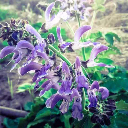 Miniatura 3 de Semillas de salvia roja Danshen (Salvia miltiorrhiza) Paquete de 10 semillas