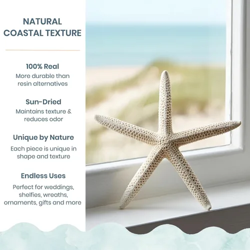 Miniatura 2 de Nautical Crush Trading Decoración de estrella de mar – Peces de estrella para manualidades – Paquete de 10 estrellas reales de mar blanco de 6-8