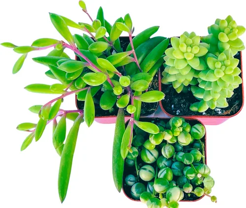 Miniatura 7 de Plantas Suculentas Vivas (Paquete de 3) Paquete Inicial de Plantas Colgantes de 2", Plantas Suculentas Vivas Completamente Enraizadas en Macetas