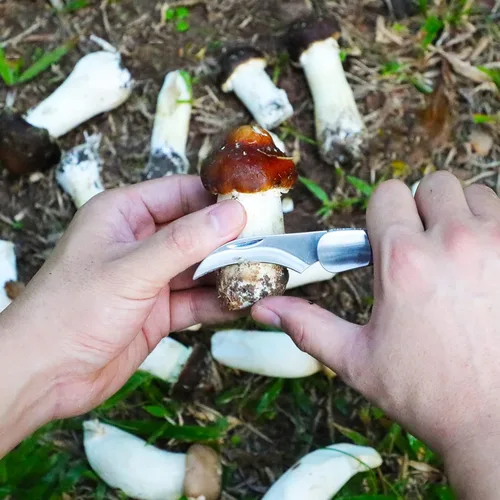 Miniatura 3 de Coowolf Cuchillo de forraje de hongos con cepillo y funda, hoja curvada de acero inoxidable de 7.1 pulgadas, diseño plegable con mango de madera