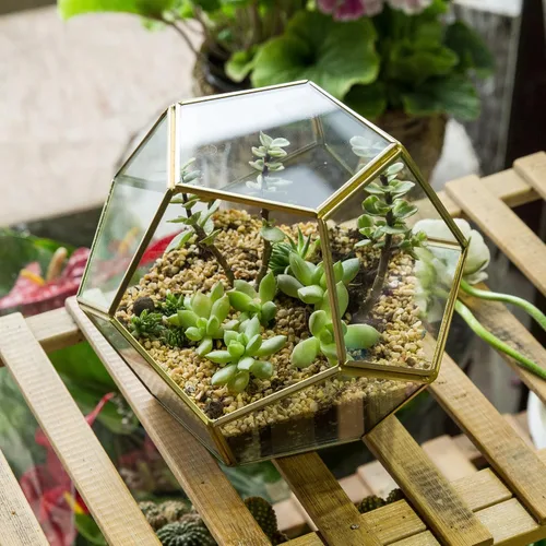 Miniatura 9 de Terrario geométrico de vidrio en dodecaedro y pentágono transparente, con planta suculenta para terrario, Geométrico, Transparente