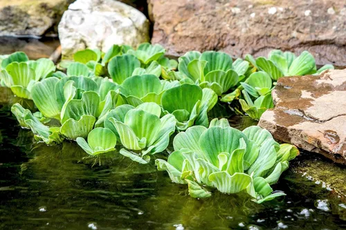 Miniatura 2 de Lechuga acuática Plantas flotantes vivas para estanques acuáticos (1 lechuga de agua)