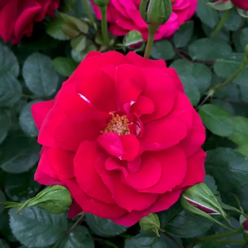 Miniatura 14 de Rosas trepadoras tradicionales, planta de raíz viva para jardín al aire libre, Arborose® Florentina, moderadamente fragante, zonas de rusticidad