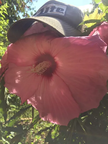 Miniatura 2 de UPC0764425787105 - Semillas de hibisco tropical, rosa gigante (Hibiscus rosa-sinensis) de Robsrareandgiantseeds UPC0764425787105 sin OMG, orgánico