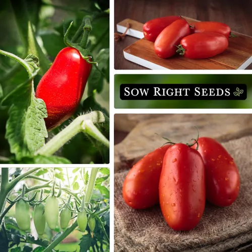 Miniatura 6 de Sow Right Seeds - Semillas de tomate San Marzano para plantar - Paquete de reliquia sin OMG con instrucciones para plantar un jardín de verduras