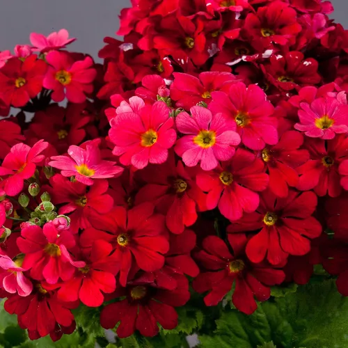 Miniatura 7 de Outsidepride 1000 Semillas Perennes Primula Crimson Fairy Primrose Flower Seeds para plantar Carmesí