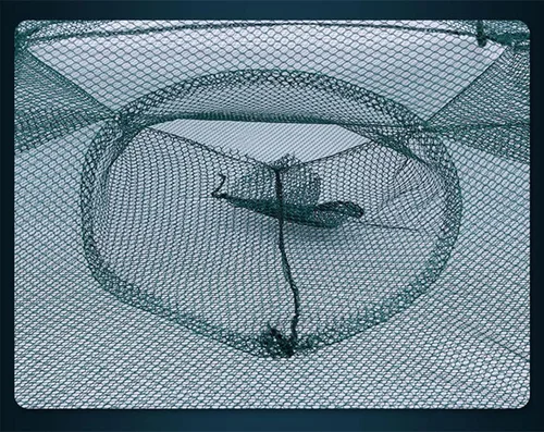 Miniatura 4 de Paquete de 2 trampas para cangrejos, trampa para peces de cangrejo, trampa plegable para cebo de pesca con cuerda de nailon de 18 pies para atrapar