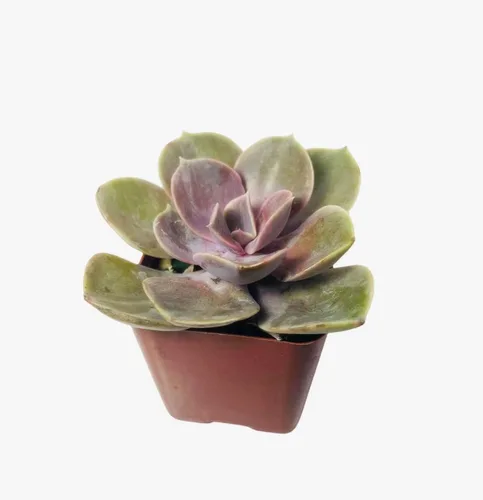 Miniatura 13 de Plantas suculentas vivas de USKC (Graptopetalum Superbum de 2 pulgadas)