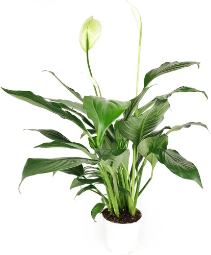 Miniatura 7 de Árbol de dinero trenzado de tocón de Pachira (4 pulgadas), plantas de interior de la suerte, plantas de interior decorativas únicas de 4/6 pulgadas