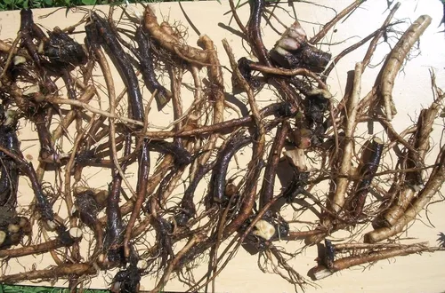 1 DOZENA (12) esquejes de raíz frescos de COMFREY RUSO ORGÁNICO para su cultivo de biomasa