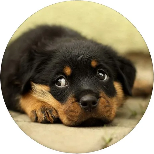 Miniatura 3 de Rottweiler – Enchufe para cachorros – Gancho y soporte para teléfonos y tabletas, Negro