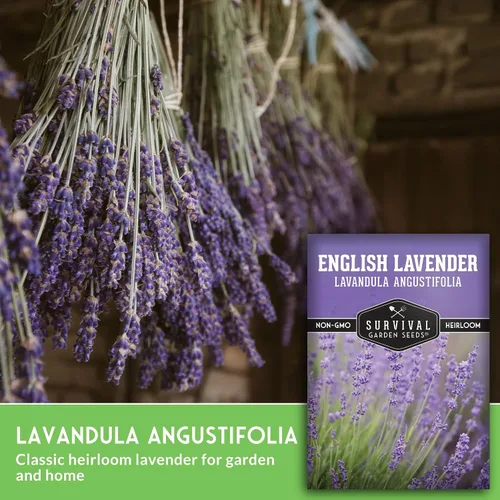 Miniatura 5 de Semillas de lavanda inglesa para plantar (Lavandula angustifolia) – Hierba culinaria comestible con flores fragantes, perenne resistente