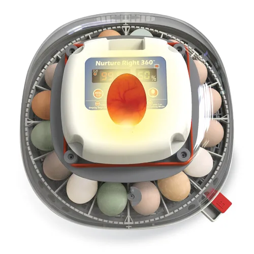 Miniatura 2 de Incubadora de huevos Harris Farms Nurture Right para incubar pollitos, con capacidad para 12-22 huevos, con volteador automático y control