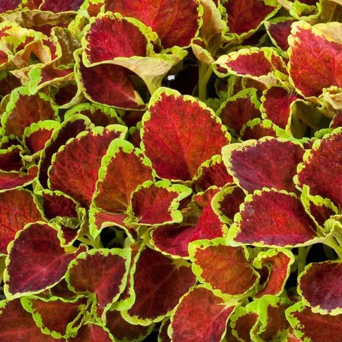 Miniatura 7 de Outsidepride 200 semillas anuales Coleus Fairway Ruby Follage Interior Casa Planta o Jardín Semillas de flores