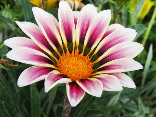 Miniatura 7 de Semillas Treasure Flower Mix African Daisy Gazania Flores perennes