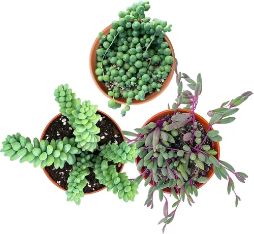 Juego de 3 suculentas F (4 pulgadas), cadena de perlas + cola de burro + collar de rubí, plantas suculentas vivas totalmente enraizadas en macetas