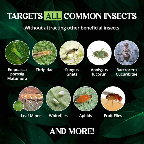 Miniatura 6 de Catchmaster GRO - Trampas adhesivas regulares de doble cara amarillas, paquete de 36 unidades, trampa adhesiva para insectos y moscas de la fruta