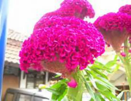 Miniatura 3 de ¡Enorme cerebro Celosia! Crazy Mixed Colors 100 Semillas. ¡Peina! ¡Planta Amish Vieja!