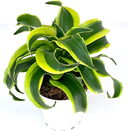 Miniatura 2 de Dracaena Tornado - Planta de casa viva en maceta de 4 pulgadas