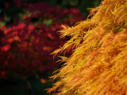 Miniatura 9 de 10 Weeping LACELEAF Maple Japanese Acer Palmatum Dissectum Green Yellow Red Tree Seeds