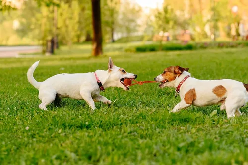 Miniatura 5 de Pelota de entrenamiento para perros en una cuerda, pelota de goma para perros con asa para tira y afloja K9, recompensas de entrenamiento