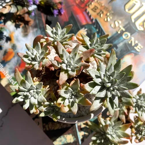 Miniatura 9 de Dudleya Gnoma S.W.McCabe Plantas suculentas raras vivas, 5-7 cabezas de 3.5" Raíz desnuda sin maceta y tierra, decoración para jardín