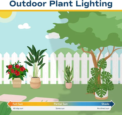 Miniatura 7 de Costa Farms Dracaena - Planta viva para interiores y exteriores en maceta de cultivo, planta de interior de follaje verde tropical de fácil cuidado