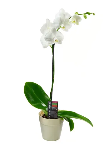 Miniatura 2 de KaBloom Flowers - Colección para el Día de la Madre - Planta de lirio de la paz en maceta de 6 pulgadas para entrega, regalo de primer regalo