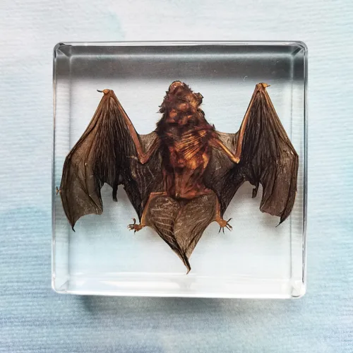 Miniatura 7 de Muestras de murciélago reales en manualidades de pisapapapeles de resina, colección de taxidermia de animales para educación científica y adorno