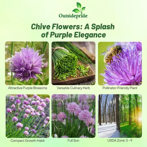 Miniatura 2 de Outsidepride Semillas de jardín de hierbas de cebollino perenne de 1 oz para microverdes, brotes y cocina