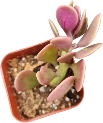Miniatura 6 de Plantas de Cactus Suculentas Vivas (Maceta de 5 cm Echeveria Minima)