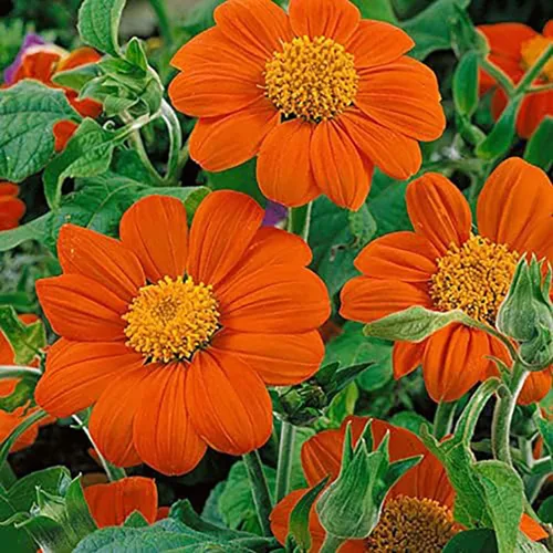 Semillas de girasol mexicanas: atraen abejas y mariposas