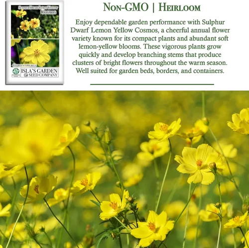 Miniatura 3 de Semillas de flores de cosmos enano de azufre "amarillo limón" para plantar, más de 100 semillas de reliquia por paquete, semillas sin OMG