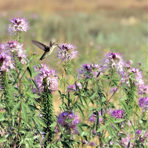 Miniatura 6 de Eden Brothers Cleome Seeds - Cherry Queen
