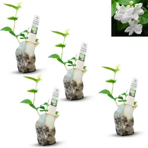 Miniatura 44 de Hibisco Rosa. rosa-sinensis. Planta Viva - Hibisco Tropical Floreciente, Flores Bonitas, Usado en Té y Jugo (2 Plantas de Hibisco Rosa)
