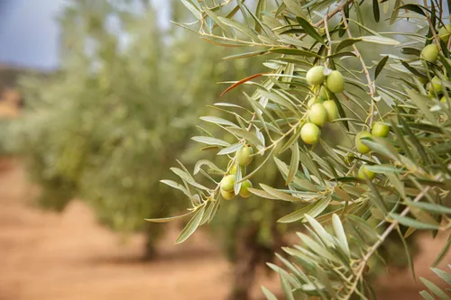Miniatura 7 de Seasons EVOO - Aceite de oliva virgen extra extra Picual de Reserva Familiar, prensado en frío, primera cosecha, aceite español de primera calidad