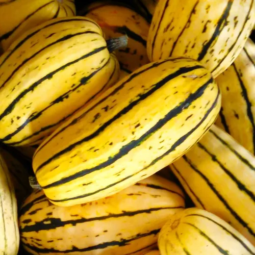 TomorrowSeeds - Semillas de calabaza Delicata - Más de 30 unidades - para plantar en 2026 en Estados Unidos, verduras, maní, bohemio, invierno,